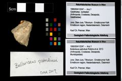 Foto (Objekt + Etikett) von Bullariscus patruliusi (Robins et al., 2013)  (NHMW-GEO-1990-0041-3247)